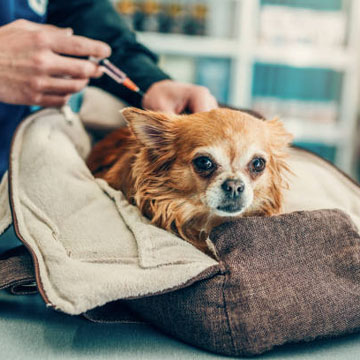 Small dog receives vaccination during medical exam Pet-Euthanasia