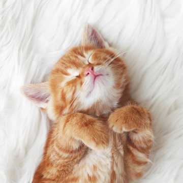 chico creek animal hospital - wellness & vacccination small Pet Wellness Packages