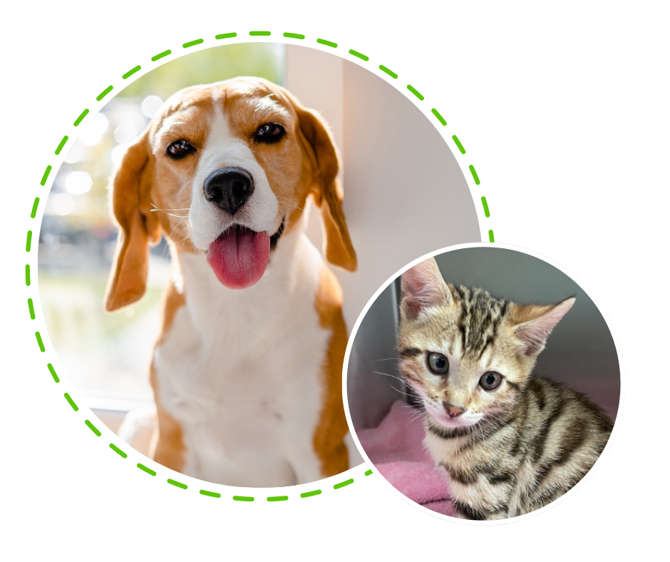About us section img1 A dog and a kitten