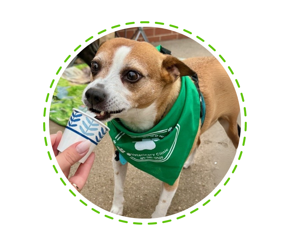 Meet Our Team Banner dog with bandana