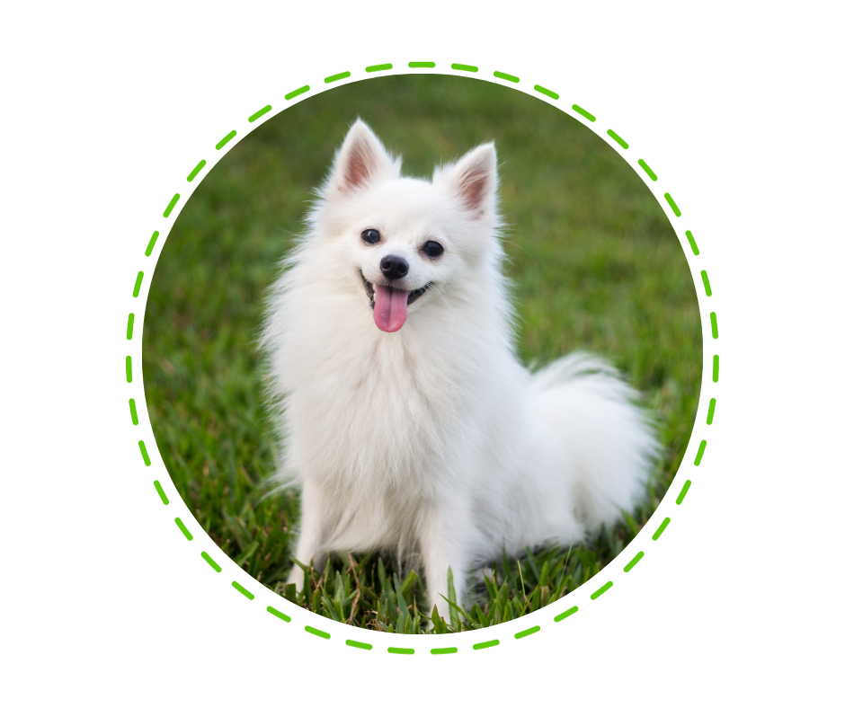 A white dog sitting in green grass